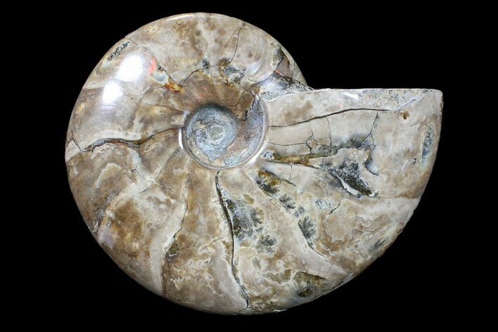Bargain, Polished, Ammonite Fossil - Madagascar #89625